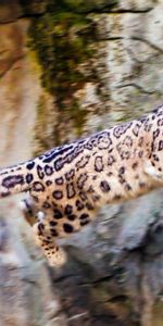 Animales,Leopardos