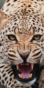 Animales,Leopardos