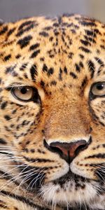 Animales,Leopardos