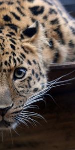 Animals,Leopards