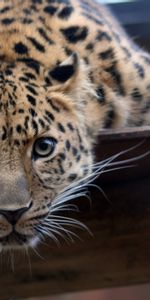 Animals,Leopards