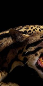 Animales,Leopardos