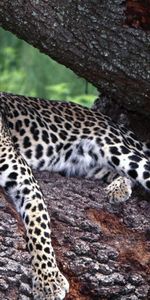 Animales,Leopardos