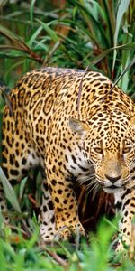 Animals,Leopards