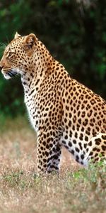 Animales,Leopardos