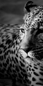 Animales,Fotografía Artística,Leopardos