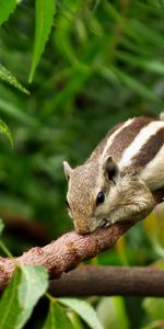 Mensonges,Tamia,Branches,Animaux,Rongeur