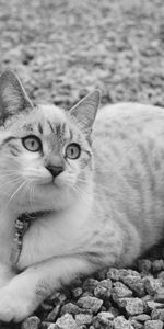 Animals,Lies,Bw,Sweetheart,Nice,Chb,Cat