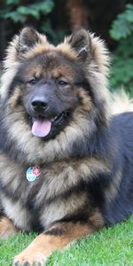 Animals,Lies,Dog,Eurasier,Eurasian,Oirazier,Oyrazier