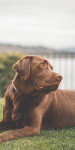 Mensonges,Animaux,Labrador,Chien