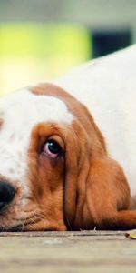 Mensonges,Vue,Opinion,Basset,Animaux,Chien