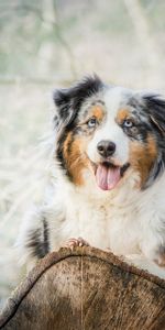 Animals,Lies,Dog,Spotted,Spotty,Australian Shepherd,Aussie