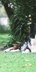 Animals,Lies,Dog,Spotted,Spotty,Border Collie