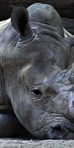 Animals,Lies,Horn,Rhinoceros