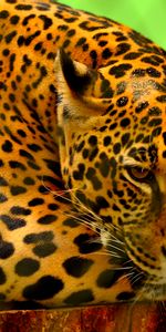 Animals,Lies,Muzzle,Predator,Jaguar