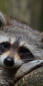 Animals,Lies,Muzzle,Raccoon,Animal