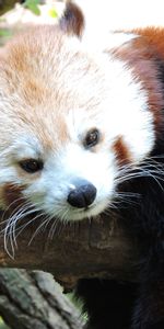 Animals,Lies,Muzzle,Red Panda,Little Panda,Small Panda