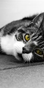 Animals,Lies,Muzzle,Sight,Opinion,Bw,Chb,Cat