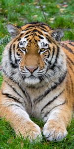 Animales,Mentiras,Depredador,Gato Grande,Tigre De Amur,Tigre Siberiano,Tigre