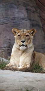 Animals,Lies,Sight,Opinion,Lioness,Predator,Lion