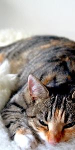 Animals,Lies,Striped,Sleep,Dream,Cat