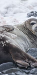 Animals,Lies,Thick,Seal,Fat