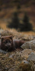 Animals,Lies,Wildlife,Arctic Fox,Polar Fox