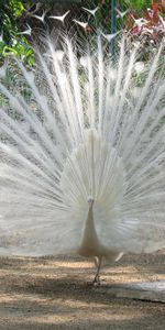 Animals,Light,Beautiful,Light Coloured,Male,Feather,Bird,Peacock