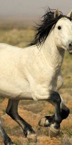 Domaine,Fuyez,Animaux,Champ,Courir,Lumière,Couleur Claire,Cheval