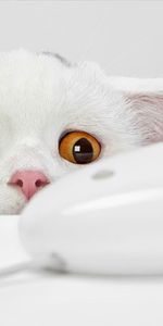 Animals,Light,Light Coloured,Fright,Observation,Computer Mouse,Pc Mouse,Cat