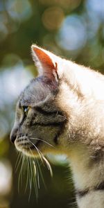 Animals,Light,Light Coloured,Profile,Glare,Cat