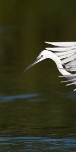 Ailes,Aile,Balayer,Héron Des Neiges,Lumière,Animaux,Couleur Claire,Vague