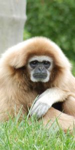 Animals,Light,Sit,Light Coloured,Paws,Gibbon,Monkey