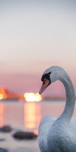 Animals,Lights,Swan,Bird,Blur,Smooth