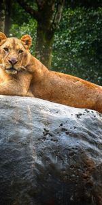 Un Rocher,Gros Chat,Pierre,Lionne,Faune,Animaux,Fauve,Prédateur