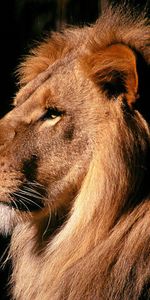 Animales,Leones