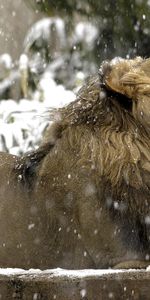 Animaux,Lions