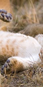 Animaux,Lions