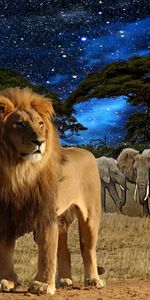 Animals,Lions