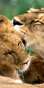 Animaux,Lions