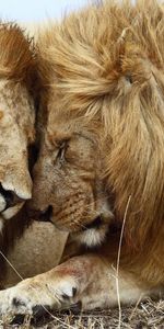 Animaux,Lions