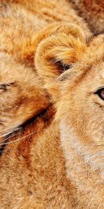 Animaux,Lions