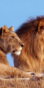 Animaux,Lions