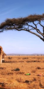 Animaux,Lions