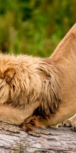 Animaux,Lions