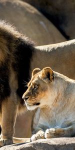 Animaux,Lions