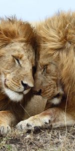 Animaux,Lions