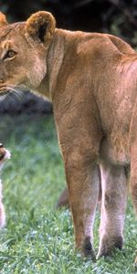 Animaux,Lions