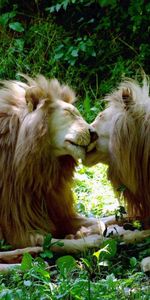 Animaux,Lions