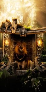 Animaux,Lions